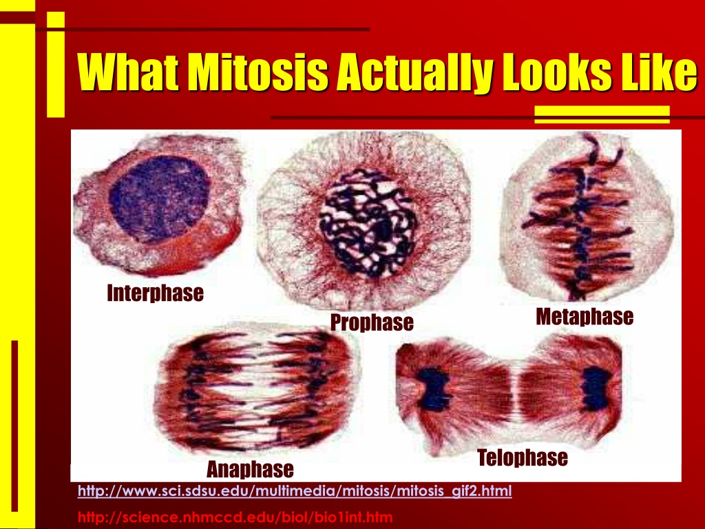 Ppt Mitosis Powerpoint Presentation Free Download Id10943760