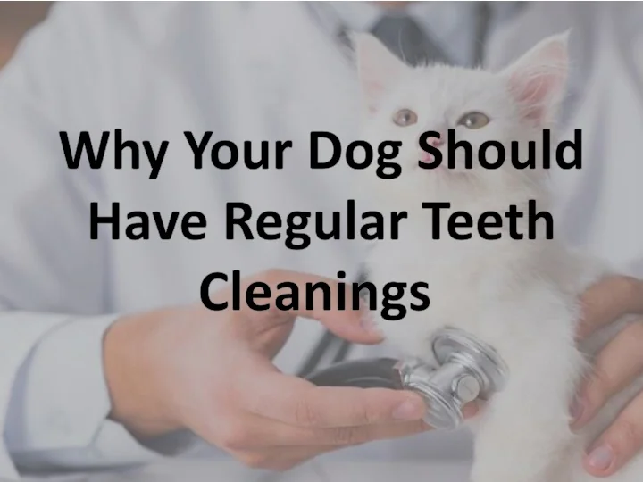 PPT Why Your Dog Should Have Regular Teeth Cleanings PowerPoint