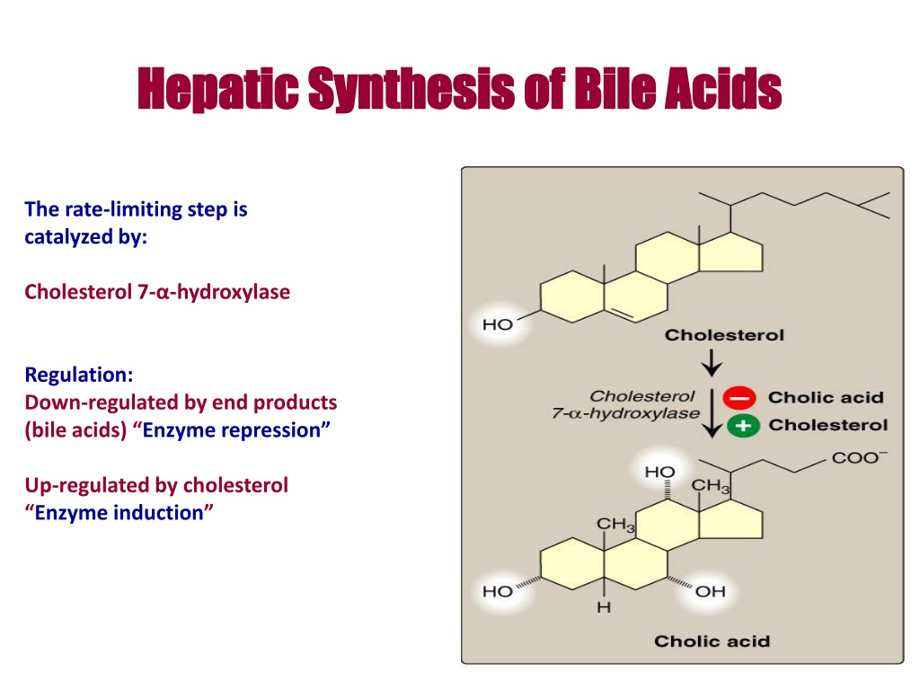 Ppt - Bile Acids And Bile Salts Powerpoint Presentation, Free Download 