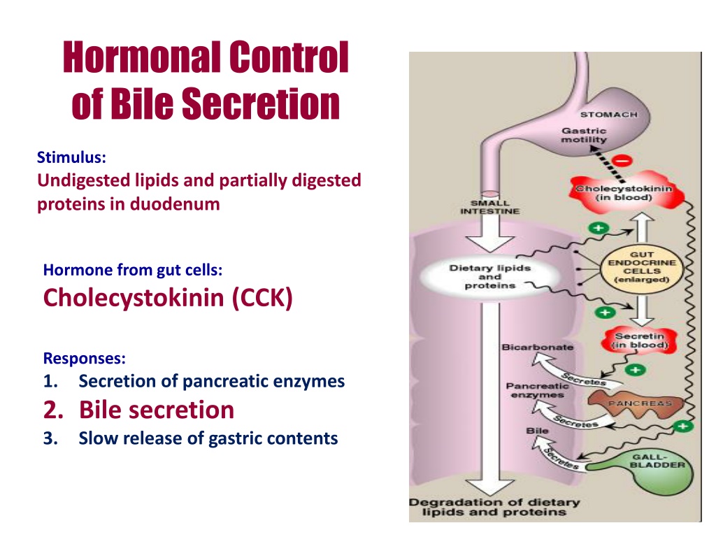 Ppt Bile Acids And Bile Salts Powerpoint Presentation Free Download Id10966163 2211