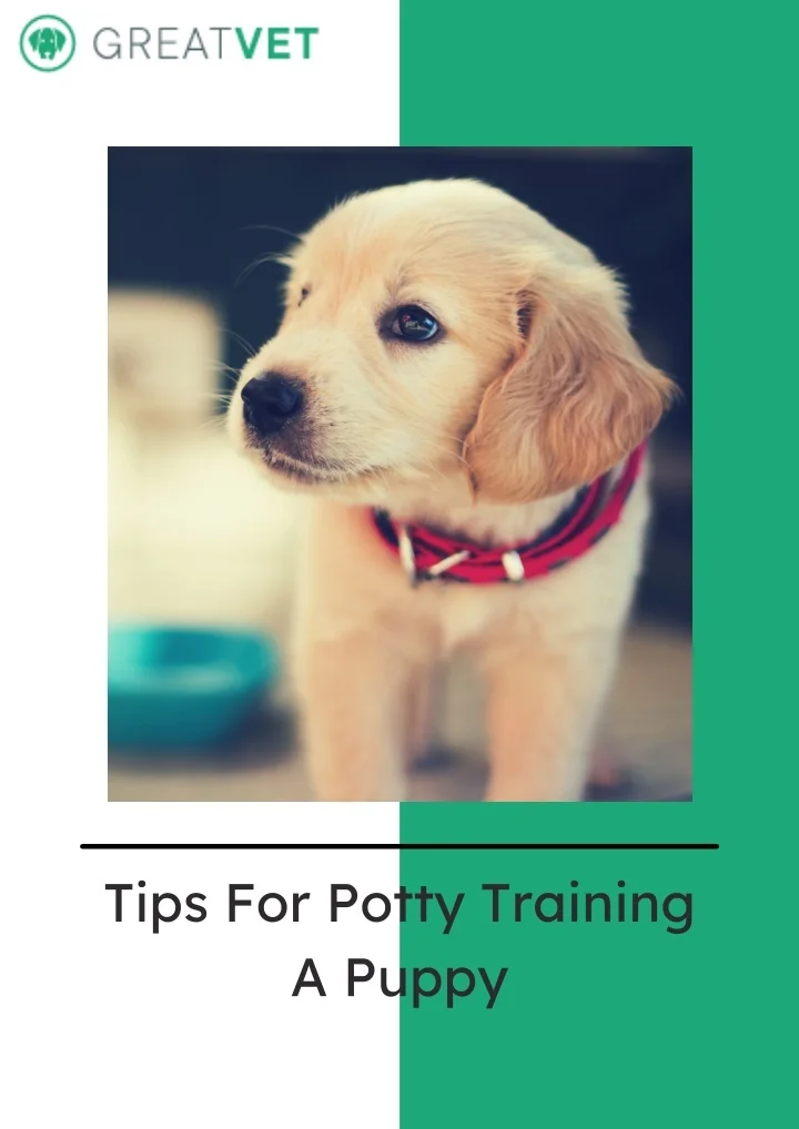 PPT Tips for Potty Training a Puppy PowerPoint Presentation, free