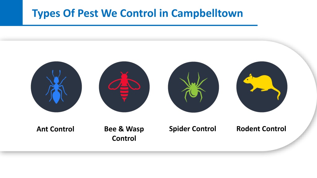 PPT Best Pest Control Service in Campbelltown PowerPoint Presentation