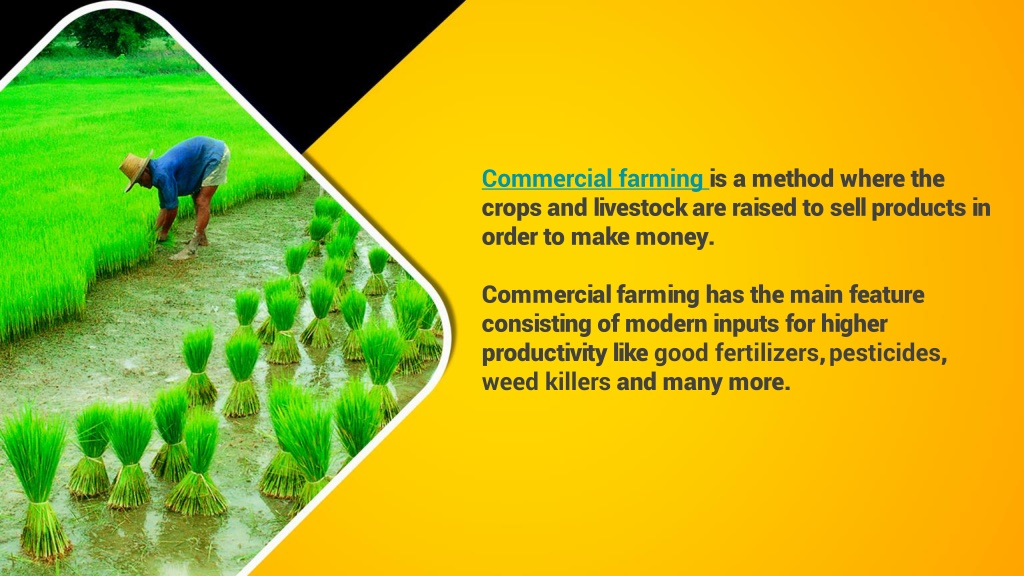 essay on commercial farming