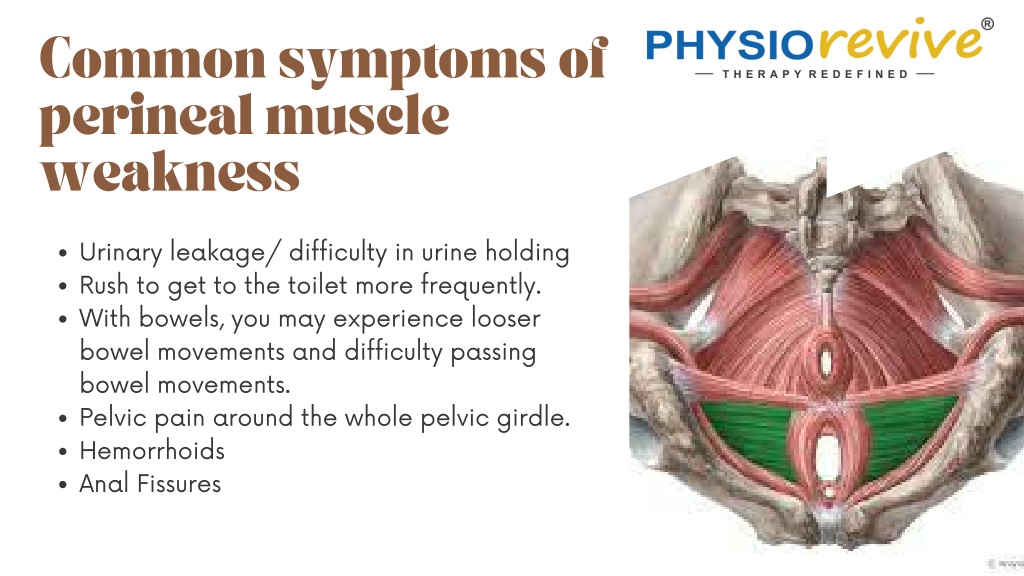 PPT - Physiorevive- How Physiotherapy helps to recover Perineal Muscle ...