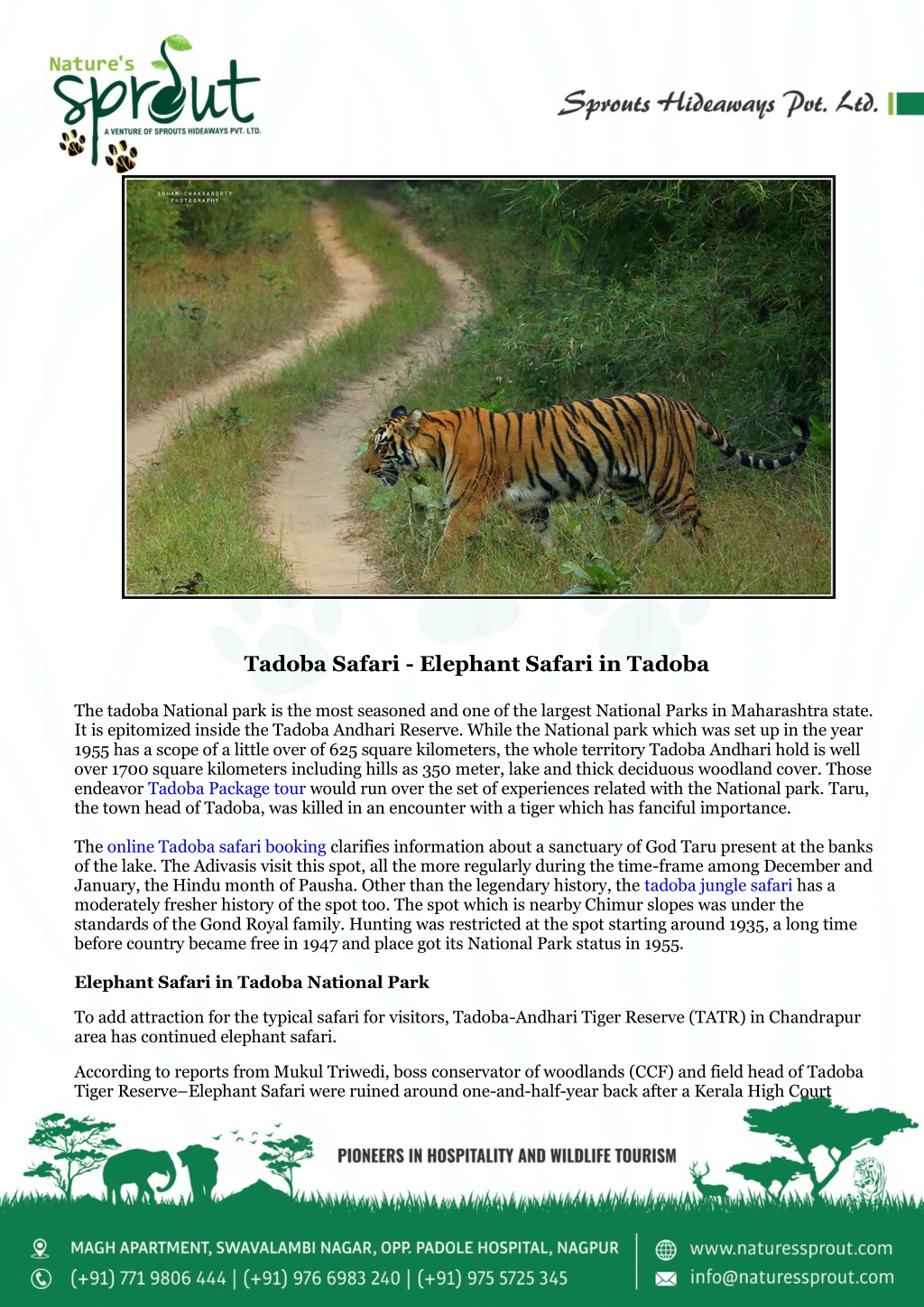 tadoba elephant safari