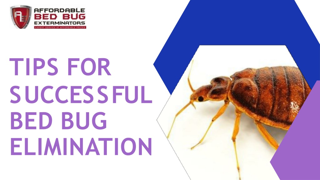 PPT - Tips For Successful Bed Bug Elimination PowerPoint Presentation ...