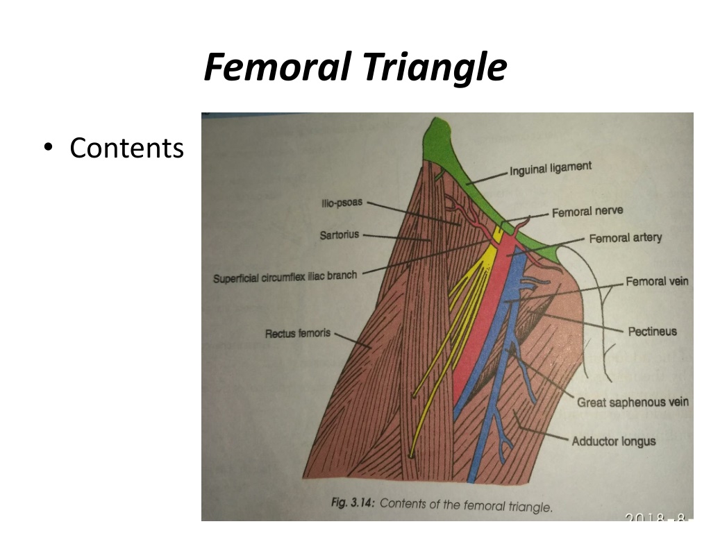 PPT - femoral triangle PowerPoint Presentation, free download - ID:11010550