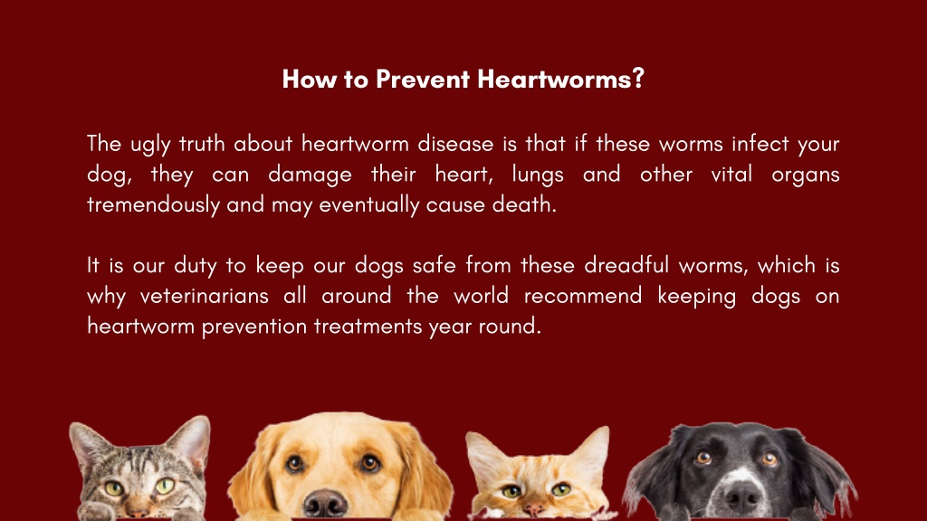 PPT - How to Prevent Heartworms? PowerPoint Presentation, free download ...