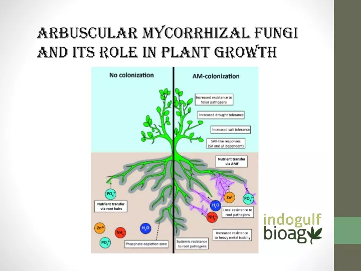 Ppt Arbuscular Mycorrhizal Fungi Enhancing Plant Growth Powerpoint Presentation Id11028815 