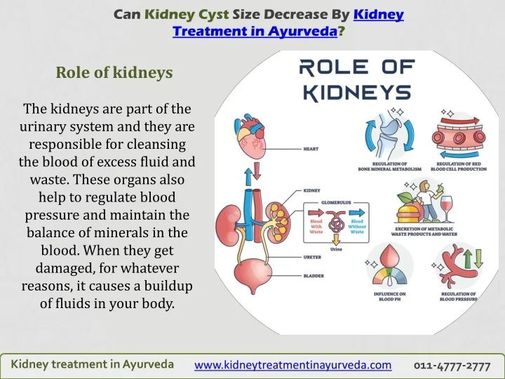 PPT Can Kidney Cyst Size Decrease By Kidney Treatment in Ayurveda