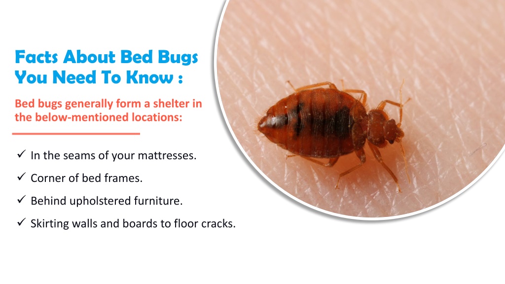 Ppt Get Expert Treatments For Bed Bug Infestations In Adelaide Bed