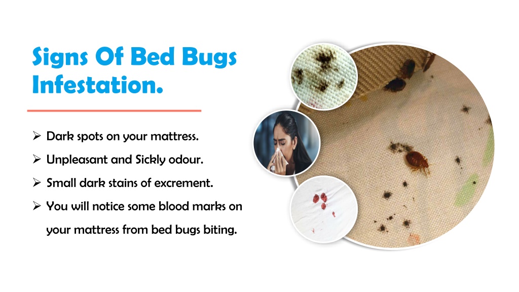 Ppt Get Expert Treatments For Bed Bug Infestations In Adelaide Bed