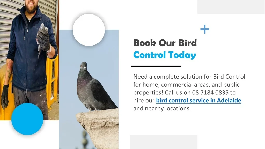 PPT Get The Professional Bird Control Aid In Adelaide Residential