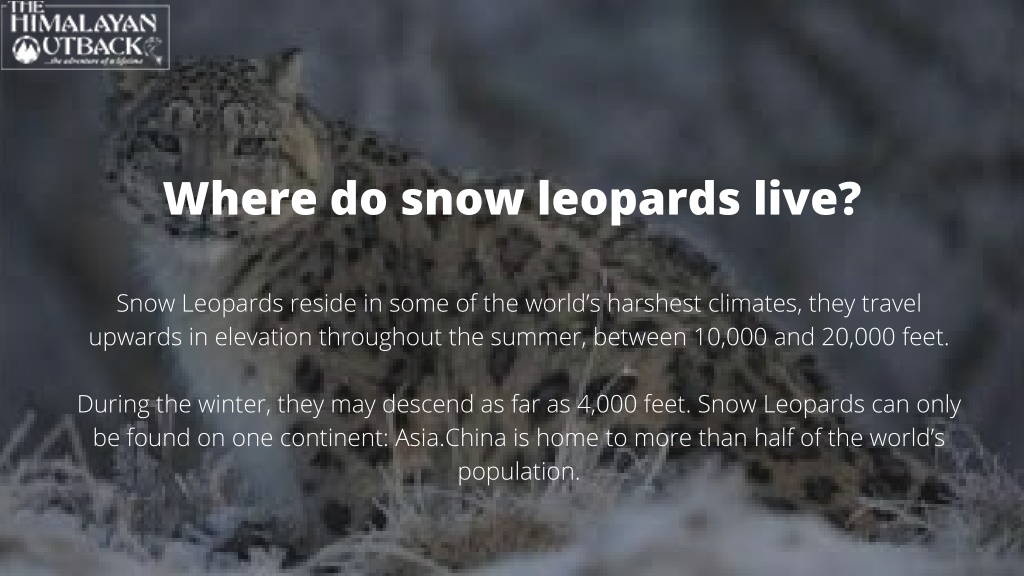 PPT - Top 7 Facts About Snow Leopards That Will Amaze You PowerPoint