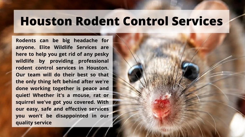 PPT Get Rid Of Wildlife With Houston Rodent Control Services