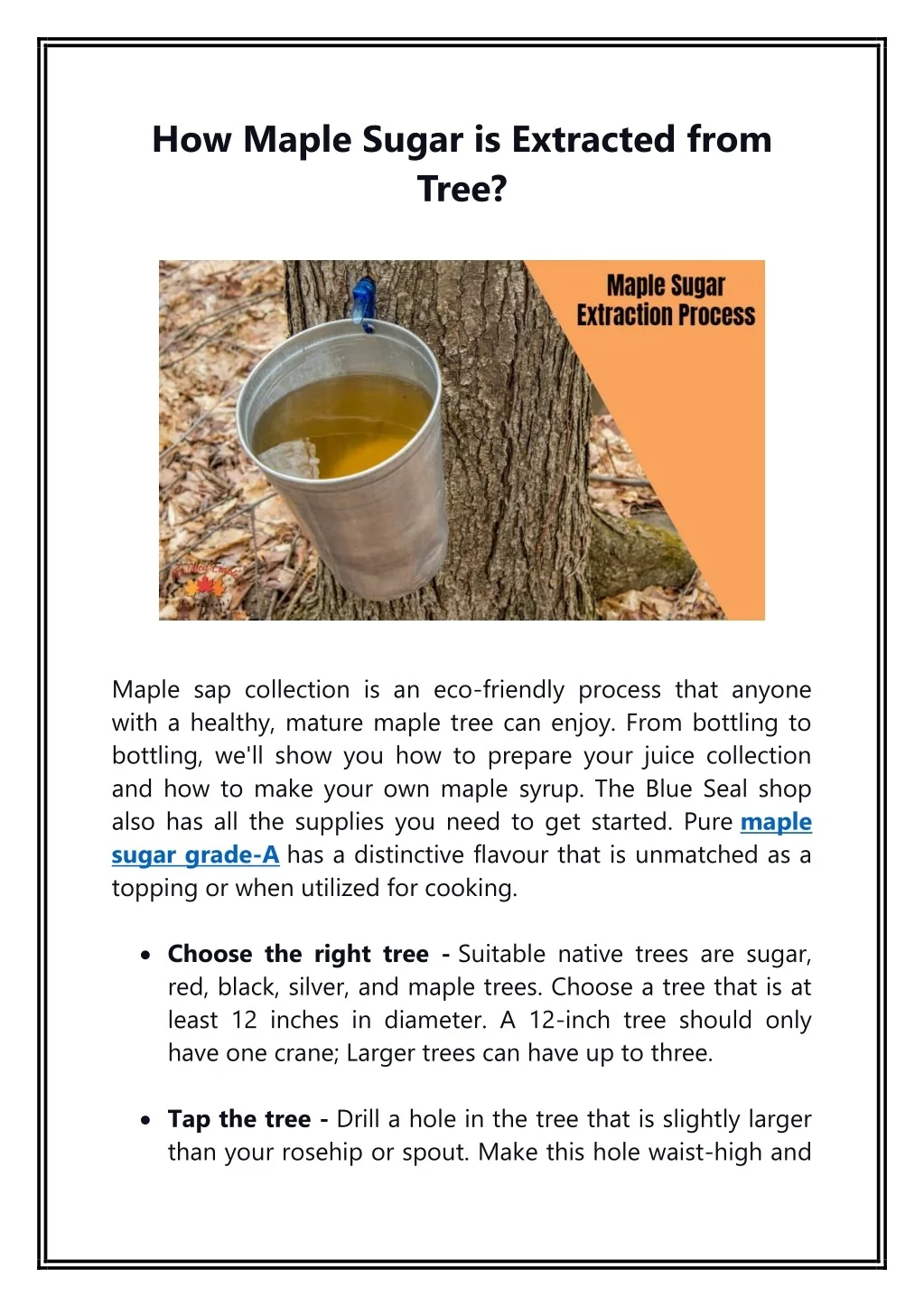 PPT How Maple Sugar is Extracted from Tree PDF PowerPoint