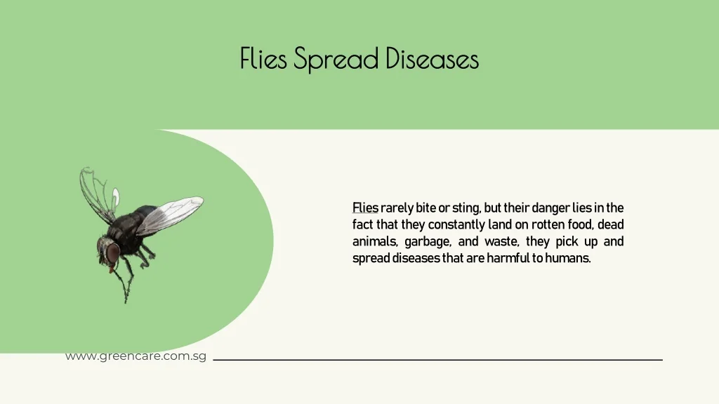 PPT Keep Dirtiest Flies Away Greencare pest Control PowerPoint