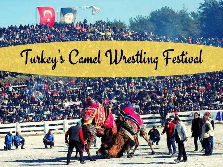 turkey s camel wrestling festival n.