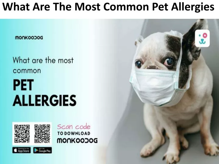 PPT What Are The Most Common Pet Allergies PowerPoint Presentation 