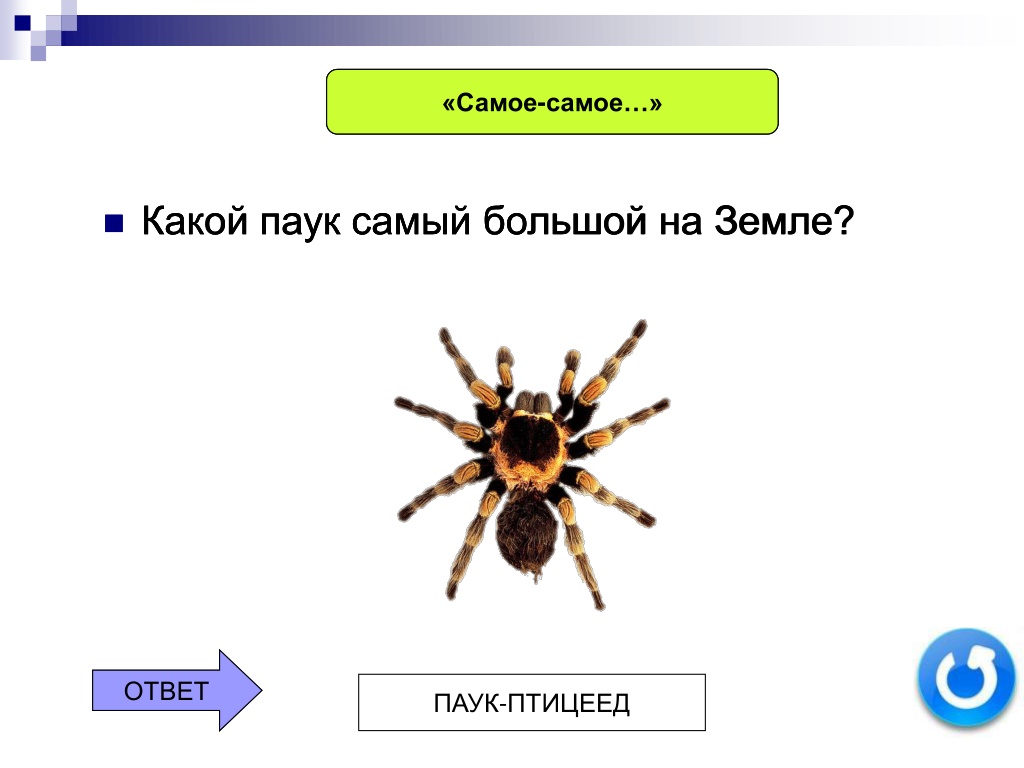 Тест какой ты паук. Сколько ног у паука. Тестовая Мафин и паук с ответами. Какой вопрос можно задать чтобы ответ был паук.