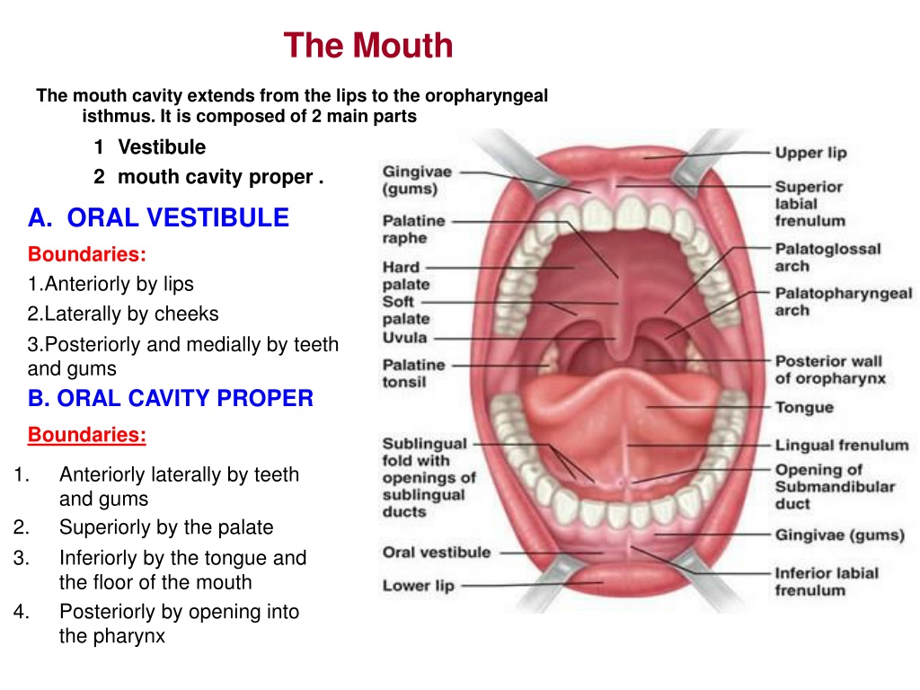 PPT - 1- Anatomy of oral cavity PowerPoint Presentation, free download ...