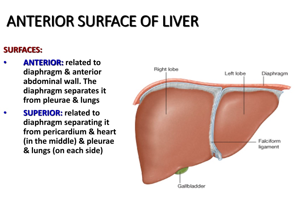 PPT - Anatomy of liver and gall bladder PowerPoint Presentation, free ...