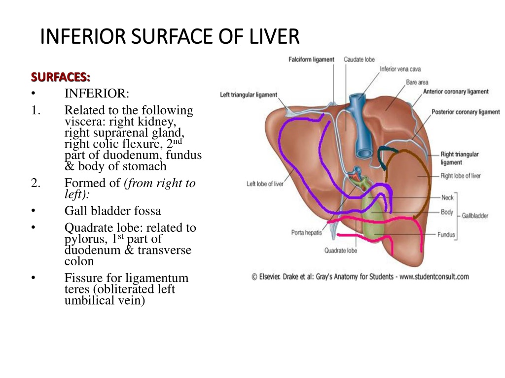 PPT - Anatomy of liver and gall bladder PowerPoint Presentation, free ...