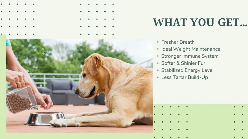 PPT Best Dog Food Raw DMV Raw Feeders PowerPoint Presentation, free