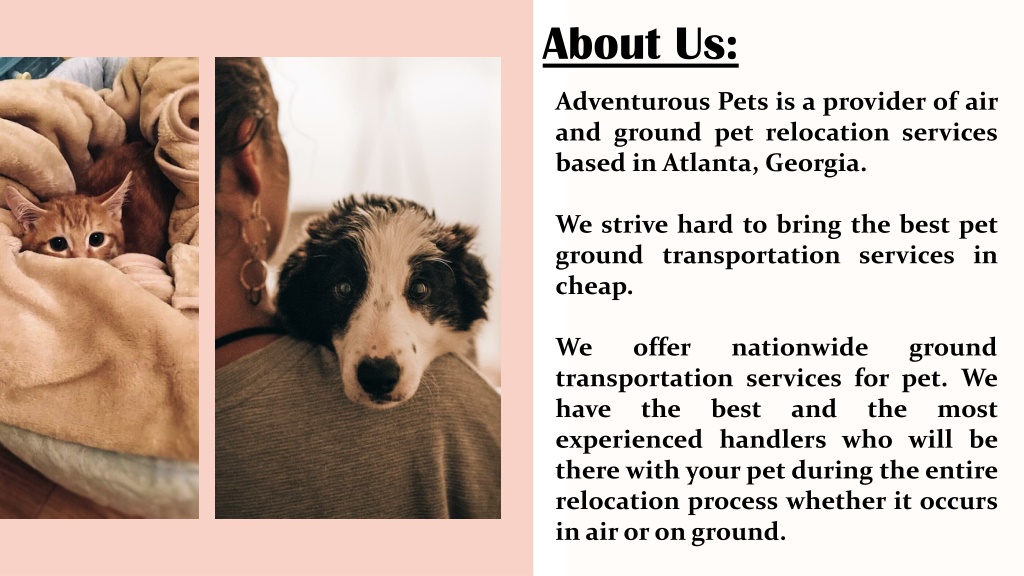 Best pet ground transportation hot sale services