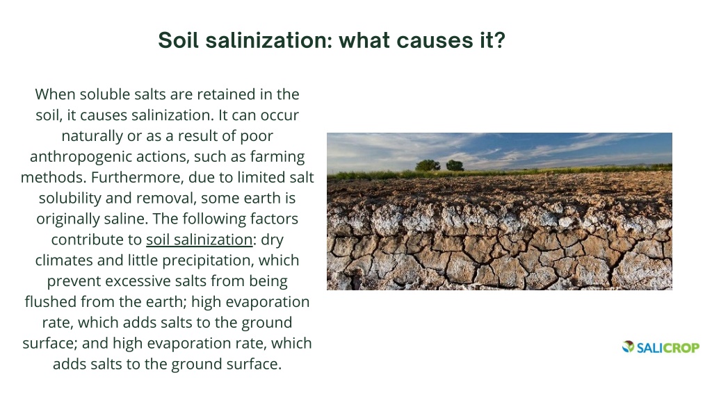 PPT - key takeaways from soil salinization Improving Crop Yield ...