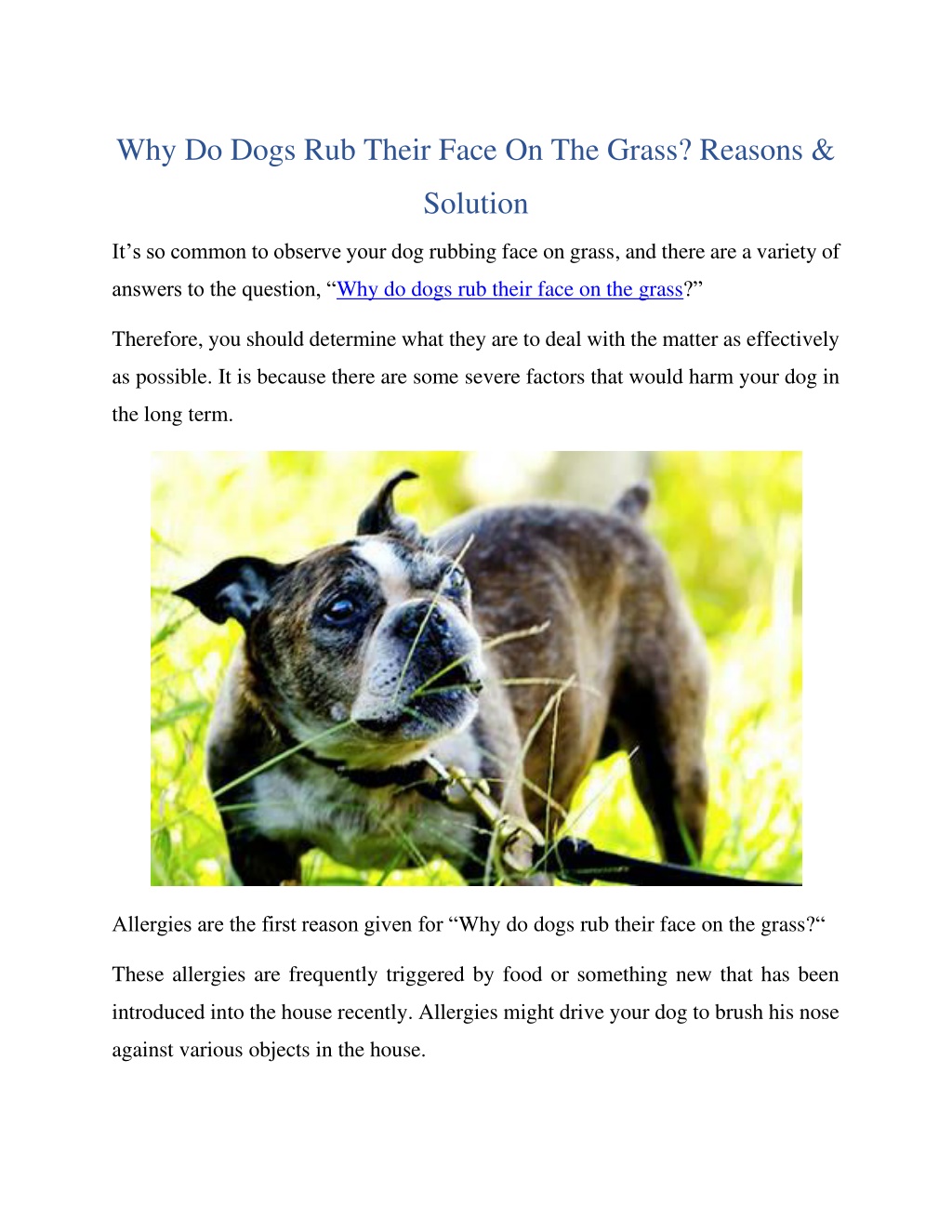 PPT Why Do Dogs Rub Their Face On The Grass? Reasons & Solution