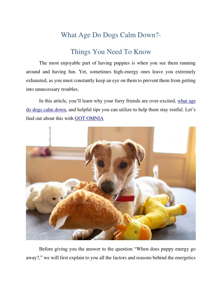 PPT What Age Do Dogs Calm Down? Things You Need To Know PowerPoint