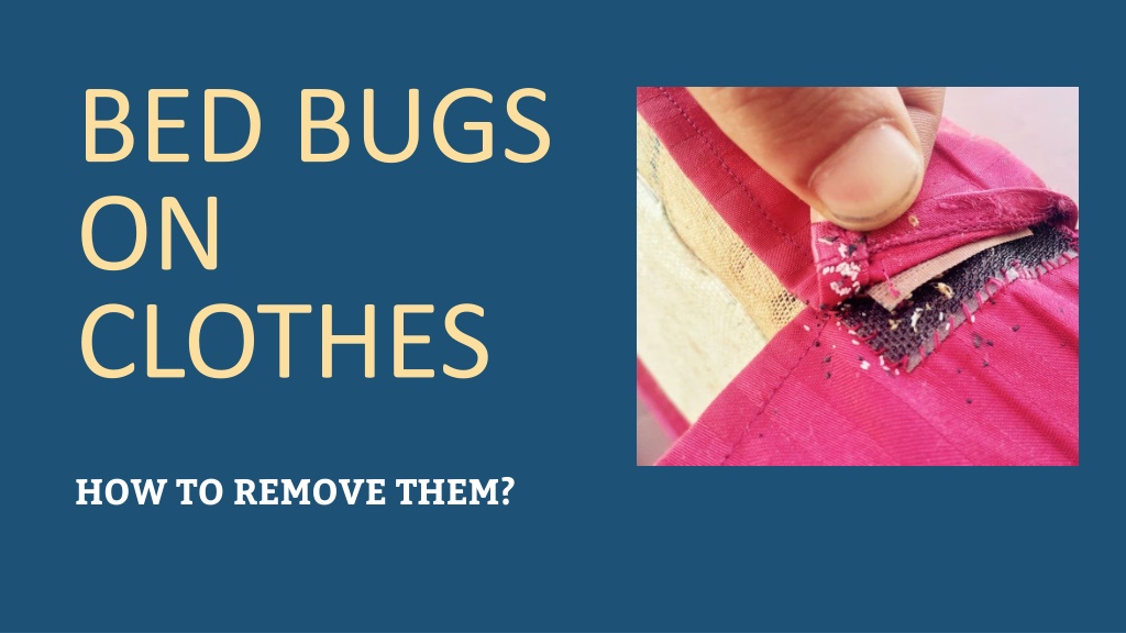 PPT - BED BUGS ON CLOTHES – HOW TO REMOVE THEM? PowerPoint Presentation ...