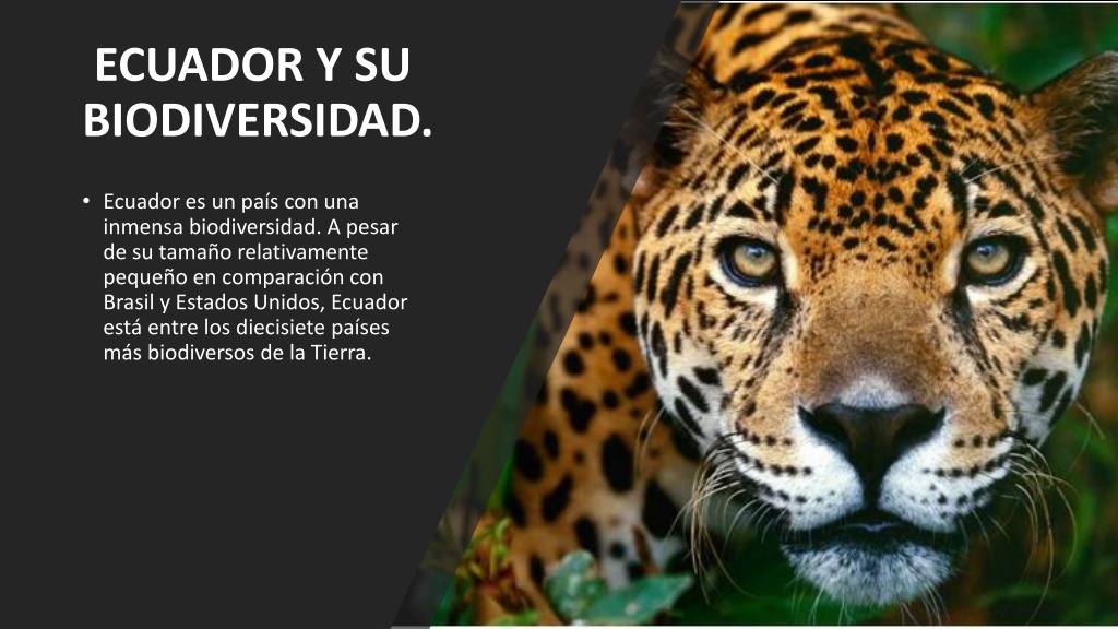 PPT - Ecuador Y Su Biodiversidad PowerPoint Presentation, Free Download ...