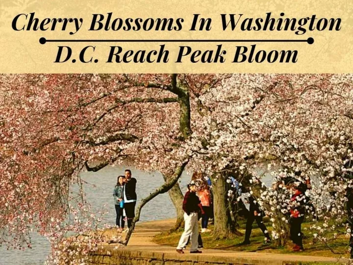 cherry blossoms in washington d c reach peak bloom n.
