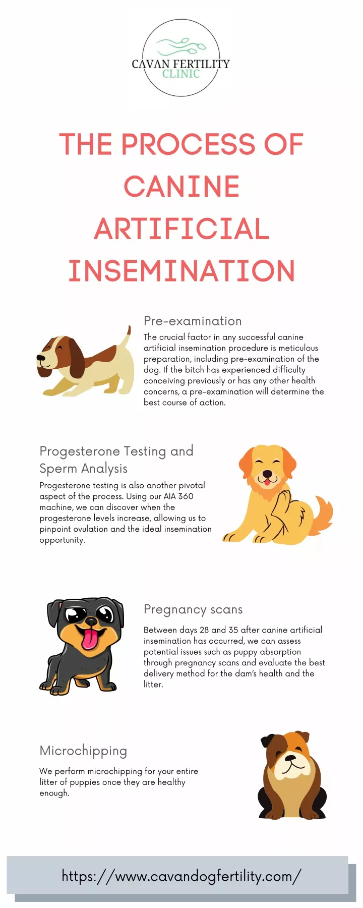 PPT - The Process Of Canine Artificial Insemination PowerPoint Presentation - ID:11231116