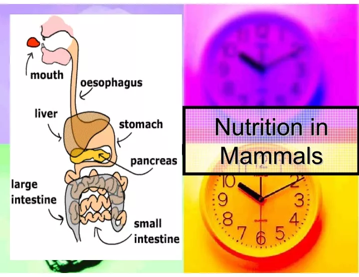 PPT - Nutrition in Humans (part 1): Digestion PowerPoint Presentation