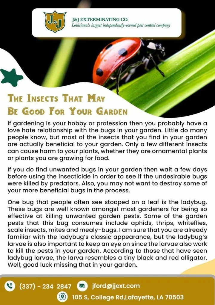 PPT Hammond Termite Control Lafayette Pest Control PowerPoint