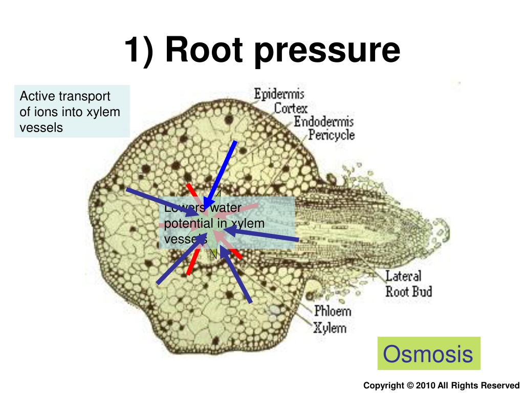 ppt-transport-in-plants-part-3-the-three-mechanisms-in-water