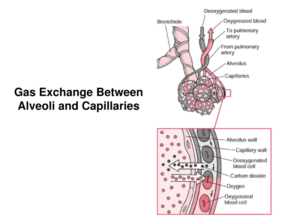 PPT - Respiration in Humans (part 2): Gaseous exchange & lung capacity ...