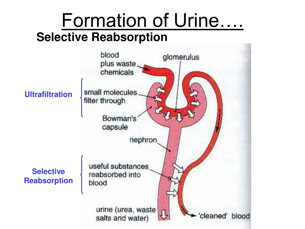 PPT - Excretion in Humans (part 2): The Human Urinary System PowerPoint ...