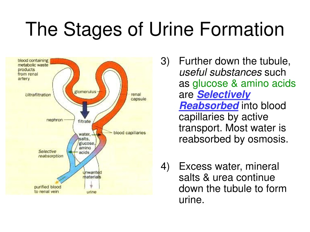 PPT - Excretion in Humans (part 2): The Human Urinary System PowerPoint ...