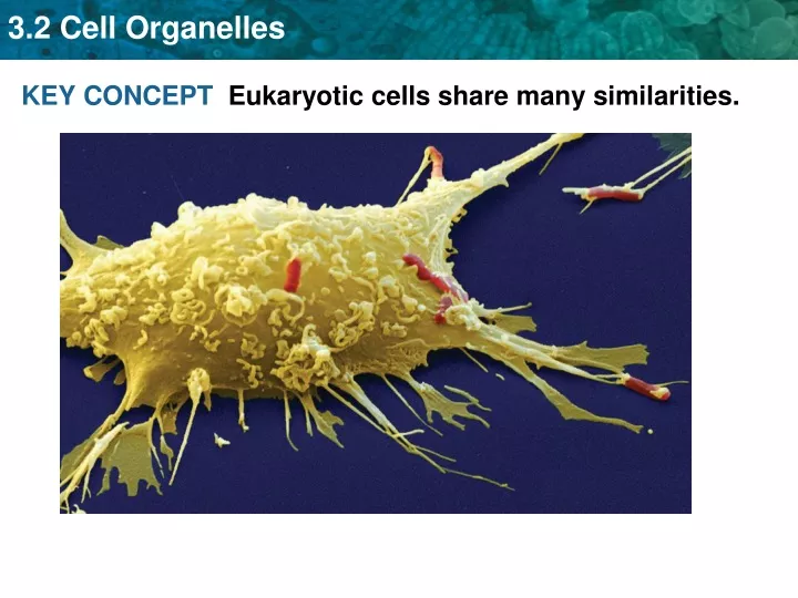 key concept eukaryotic cells share many n.