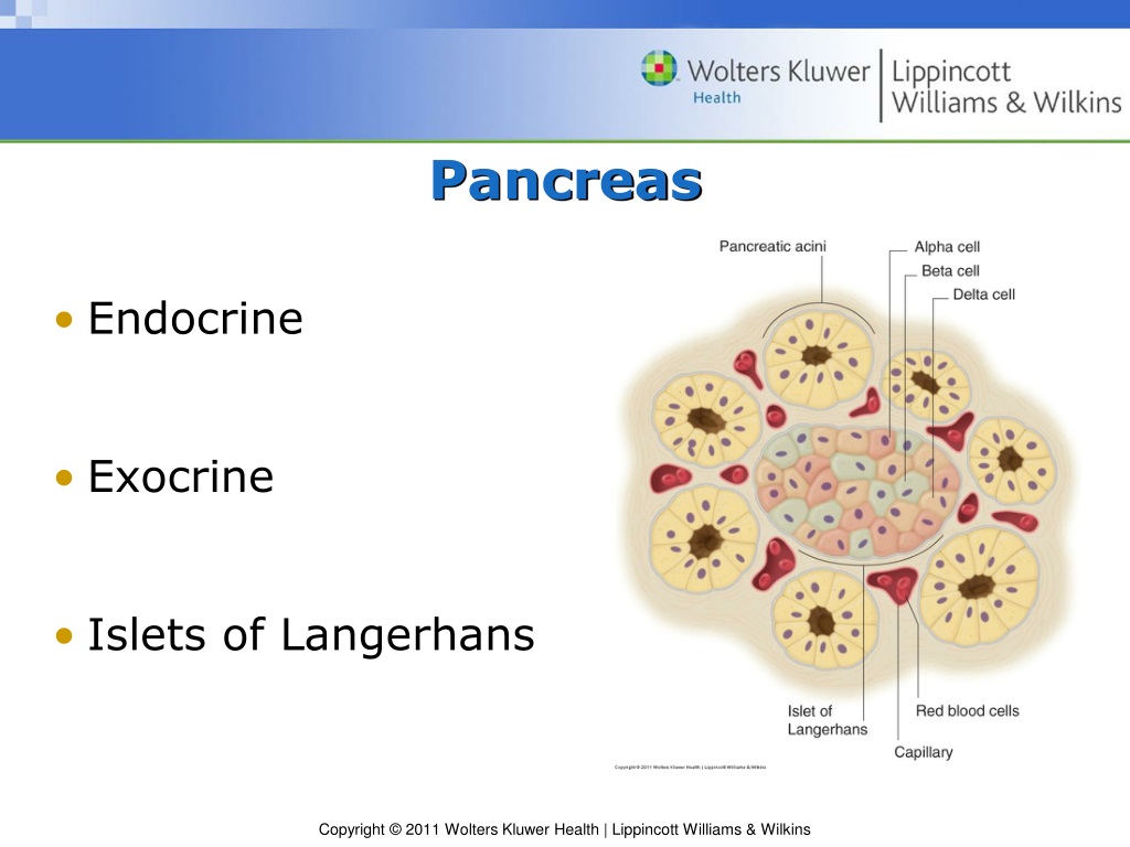 Ppt Understanding Diabetes Mellitus Pathophysiology And Treatment