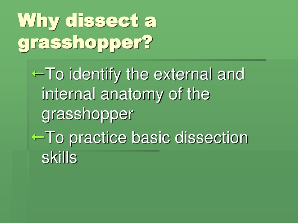 Ppt Dissection Of A Grasshopper Powerpoint Presentation Free Download Id9269518 4665