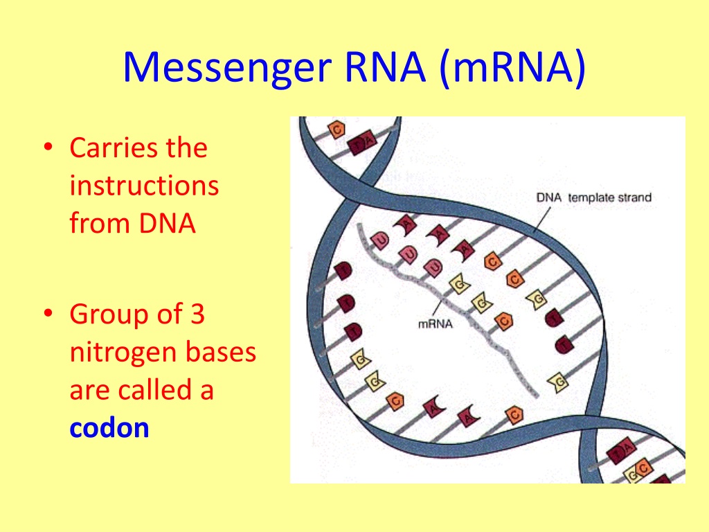 Ppt Protein Synthesis Powerpoint Presentation Free Download Id9272341 3264