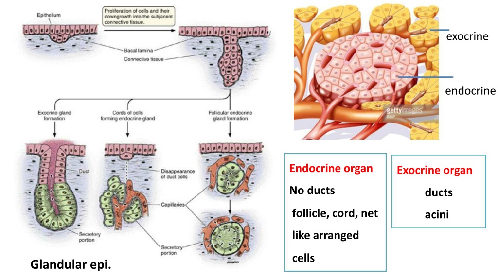 PPT - Endocrine System PowerPoint Presentation, free download - ID:9272613