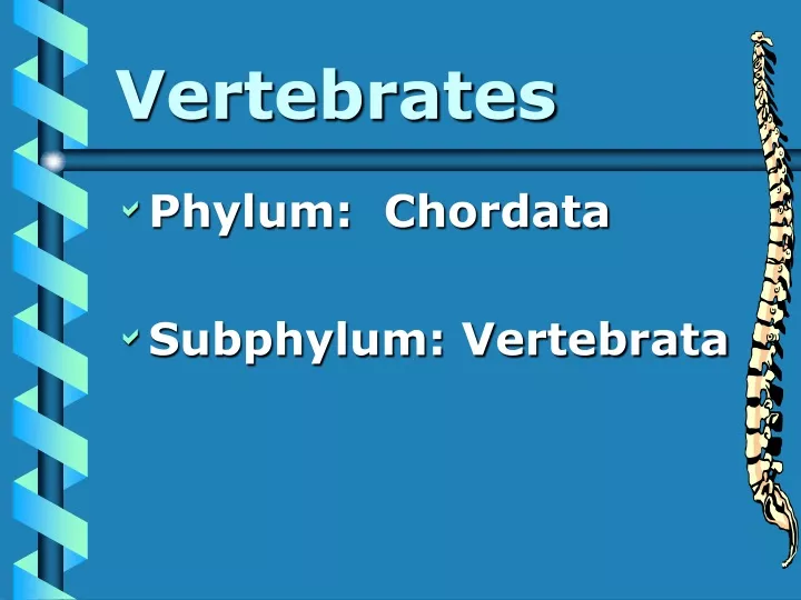 powerpoint presentation about vertebrates