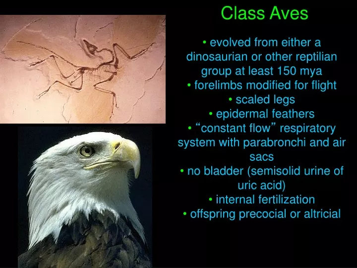 Ppt Class Aves Powerpoint Presentation Free Download Id 9281250