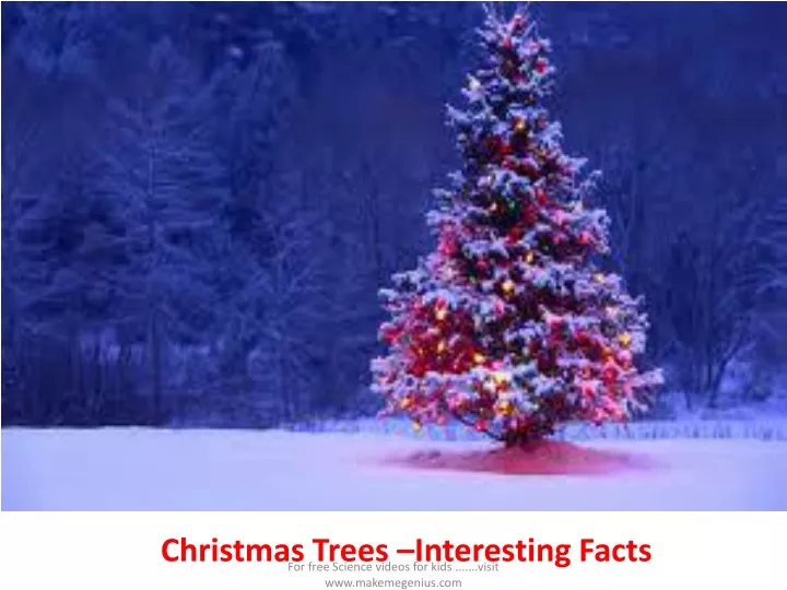 christmas trees interesting facts n.